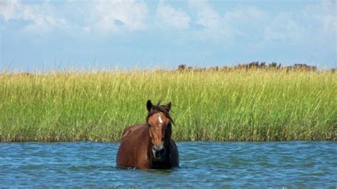 East coast classic cars, llc, lillington, north carolina oldcaronline.com classic car dealer inventory. 5 Cool Places on the North Carolina Coast | The Weather ...