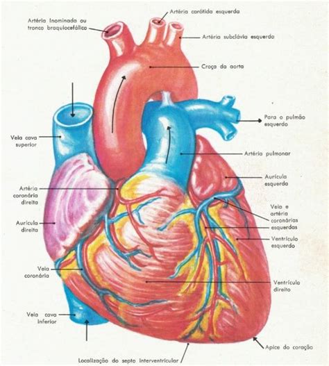 Coração Anatomia Anatomia Do Coração Humano Coração Anatomia