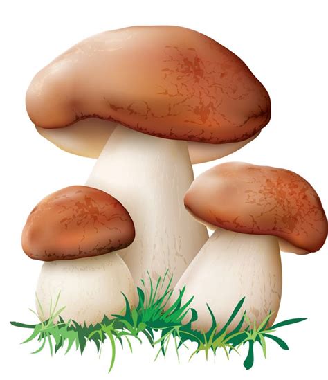 Mushroom Clipart And Mushroom Clip Art Images Hdclipartall