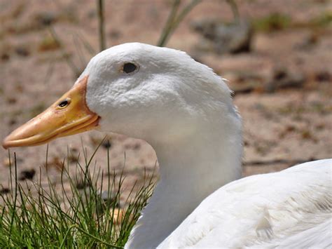 Pekin ducks are quite common in asia. American Pekin Duck | Ann Finnigan | Flickr