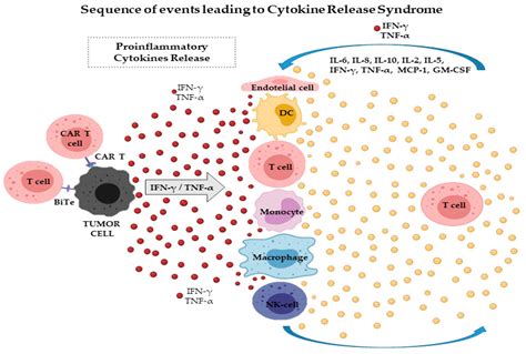 Ijms Free Full Text Cytokine Release Syndrome Associated With T
