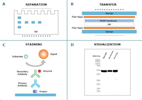 Western Blot Ppt素材 哔哩哔哩