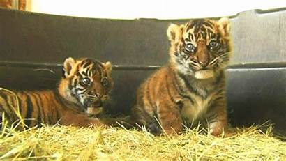 Tigers Tiger Animated Cub Cubs Animal