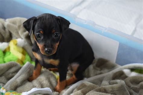 Miniature Pinscher Puppies For Sale Toms River Nj 250904