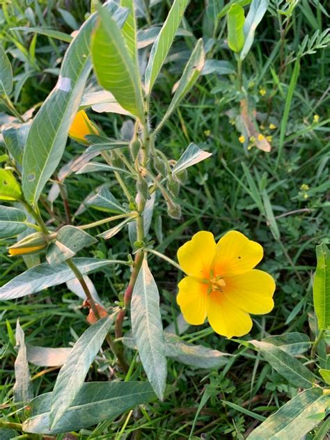 Photo Uruguayan Hampshire Purslane Ludwigia Grandiflora