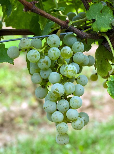 Каберне блан - сорт винограда