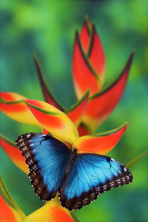 Female rhetenor blue morpho (morpho rhetenor helena) butterfly with its wings spread. Blue Morpho Butterfly Sitting Photograph by Darrell Gulin