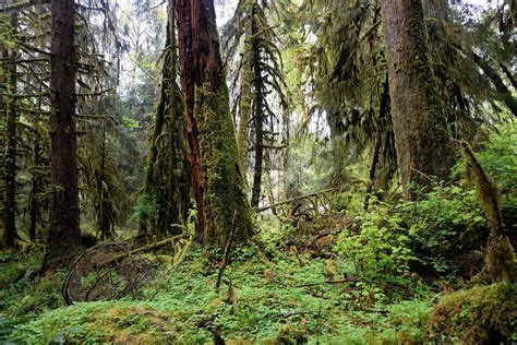 Hoh National Rain Forest Washington State Oc