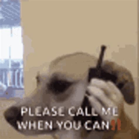 Please Call Me When You Can  Pleasecallme Whenyoucan Dog