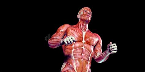 Illustrazione Umana Di Anatomia Del Corpo Maschio Con I Muscoli