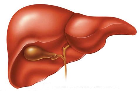 All these functions are of vital importance for the body. Is Liver Cancer Curable? | New Health Advisor