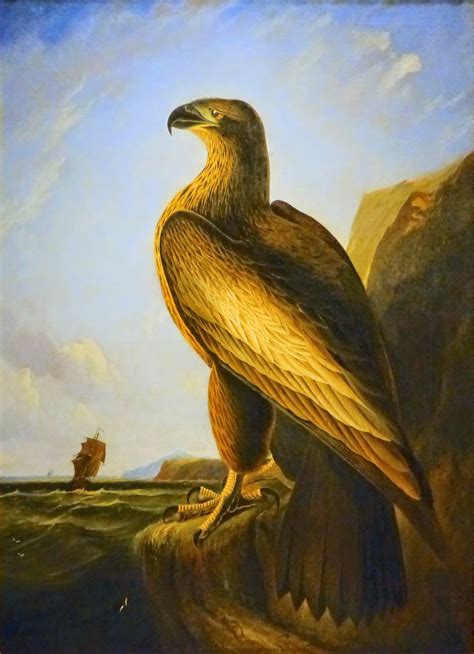 Landmarks Haliaeetus Washingtonii Washingtons Sea Eagle