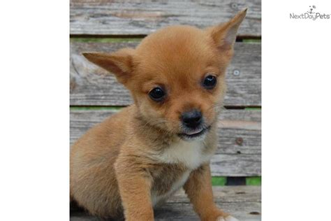 Shiba Inu Puppy For Adoption Near 77ad6f4d Bd42
