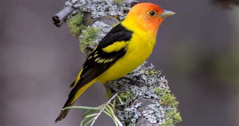 Калейдоскоп Western Tanager Identification All About Birds