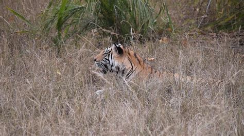Bandhavgarh Tiger Reserve Feb 2020 Zone Magadhi YouTube