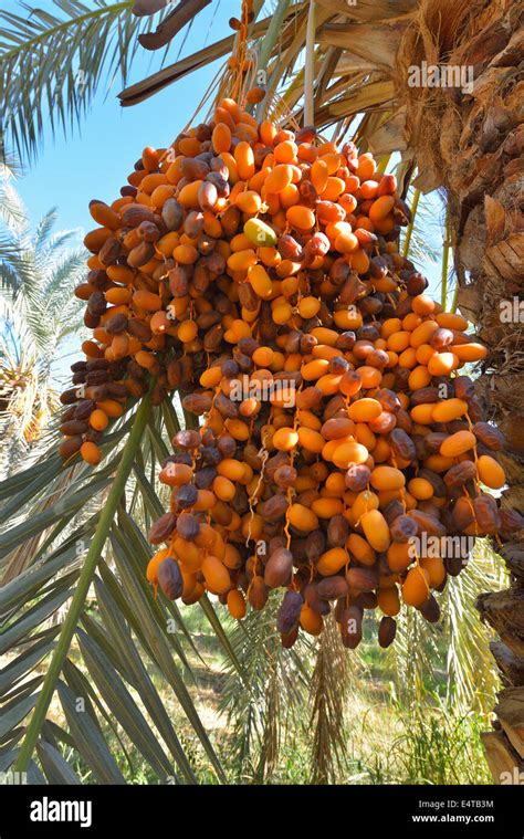 Date Palm With Fruit Al Baharia Matruh Governorate Libyan Desert