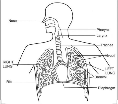 Draw A Neat Labelled Diagram Of Human Respiratory System