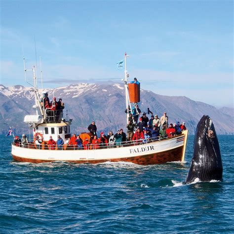 Husavik Traditional Whale Watching | Whale watching iceland, Whale watching, Whale watching tours
