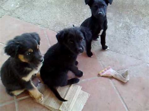 Si tratta di due cani meticci di piccola taglia. regalo cuccioli di cane - YouTube