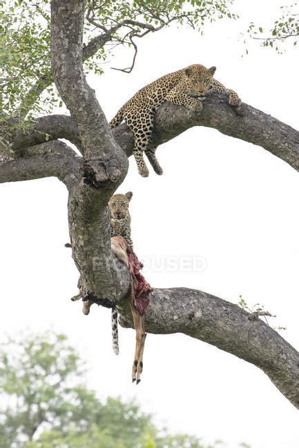 Female Leopard And Cub Lying On Tree Branches With Impala Prey