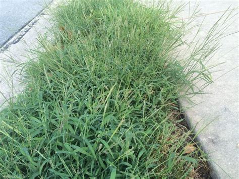 How Does Crabgrass Preventer Work And When Should You Apply It