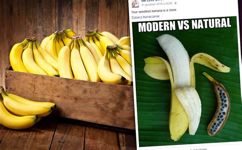 Nowoczesny vs. naturalny. Czy tak wygląda 'prawdziwy' banan? [WYJAŚNIAMY]