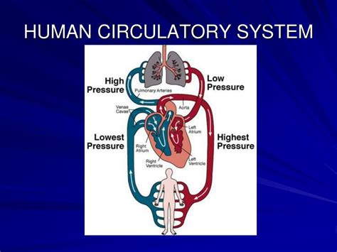 Ppt The Human Body Systems Powerpoint Presentation Free Download D75