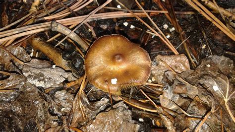 Co Bronze Mushroom Id Request Mushroom Hunting And Identification