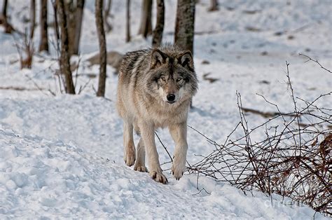 Timber Wolf In Snow Photograph By Michael Cummings