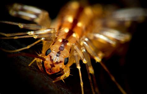 House Centipede The Animal Facts Appearance Diet Habitat Behavior