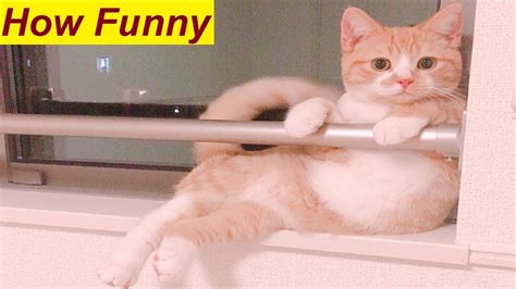 Top 10 Funniest Cats Sitting Style Ever Cat Sits Like A Human