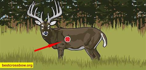 Where To Shoot Deer With A Crossbow Valuable Tips
