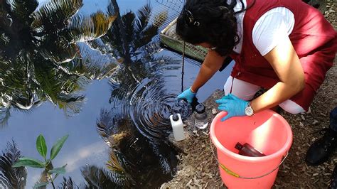 So what are the causes and effects of water pollution? Isotopes Help Trace the Origin of Urban Water Pollution in ...