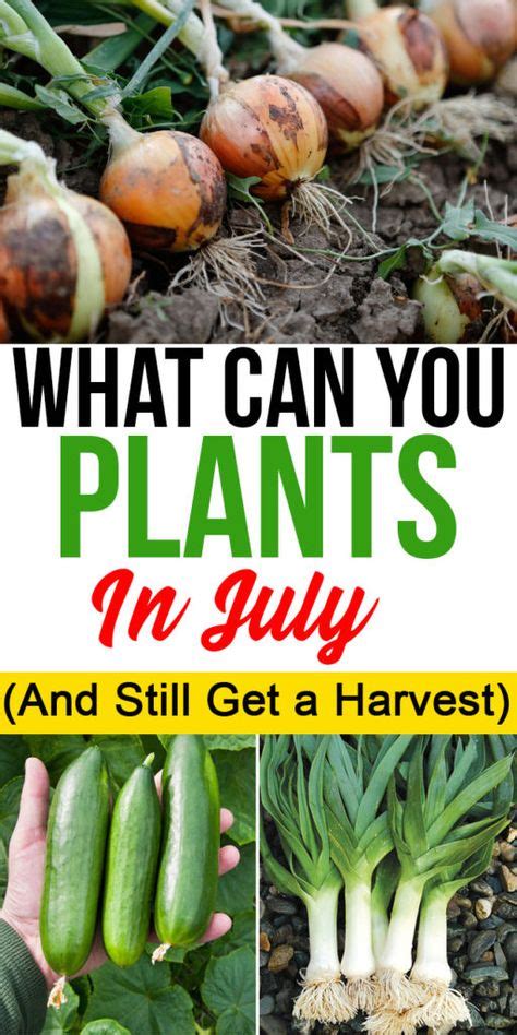 The national health and medical. What Can You Plant In July (And Still Get a Harvest | Food ...