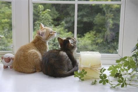 4 Ways To Optimize Your Cats Window Sitting Experience Catster Cat