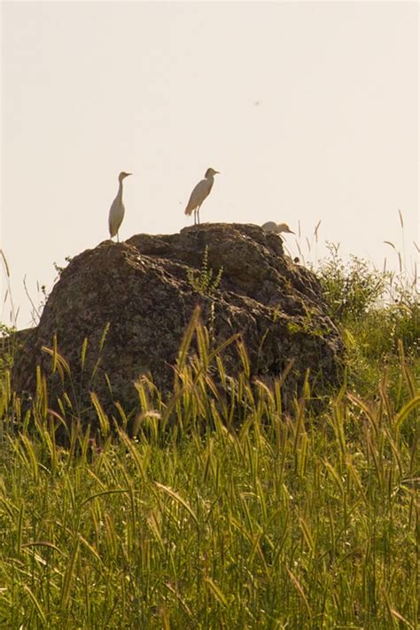 Migrating Storks And A Few Egret In Northern Israel Nature Pictures