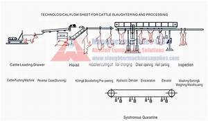 The Most Comprehensive Detailed Cattle Cow Abattoir Slaughter