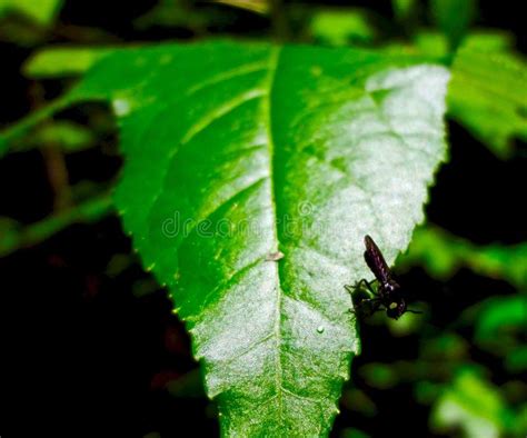 Black Bug Sitting On A Leaf Stock Photo Image Of Macro Close 72159030