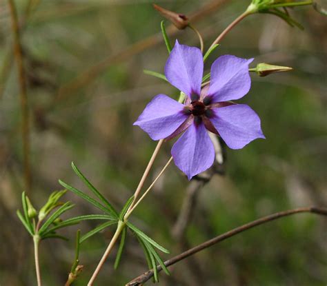 25 Beautiful Australian Wildflowers By R Philip Bouchard The