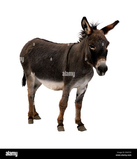 Donkey At Farm Cut Out Stock Images And Pictures Alamy