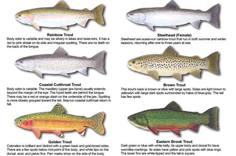 A Complete Guide To Trout Fishing Gear Tips And More Skyaboveus