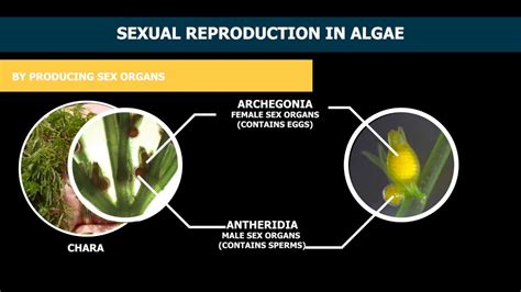 Reproduction In Algae Youtube