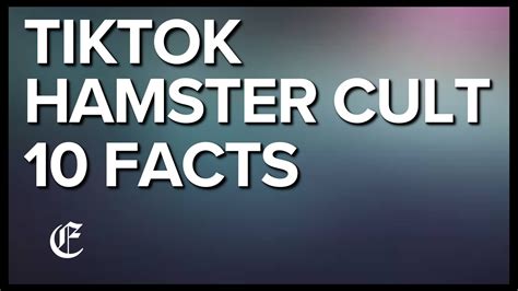 What Is The Hamster Cult On Tiktok 10 Facts 🐹 Youtube