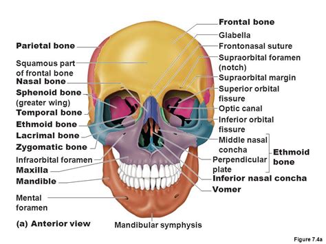 Sphenoid Bone And Ethmoid Bone Bones Of The Axial Skeleton The Skull Figure 71a Skull Thoracic