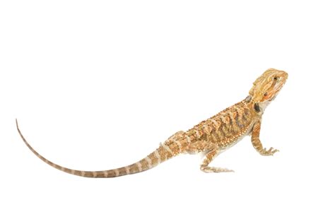 Bearded Dragon Bearded Dragon Pet Blooded Png Transparent Image And