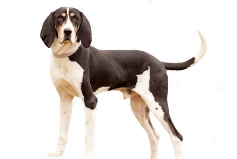 American dog breeds that are so loud. American English Coonhound - Dog Breed Guide | English coonhound, Coonhound, Coonhound puppy