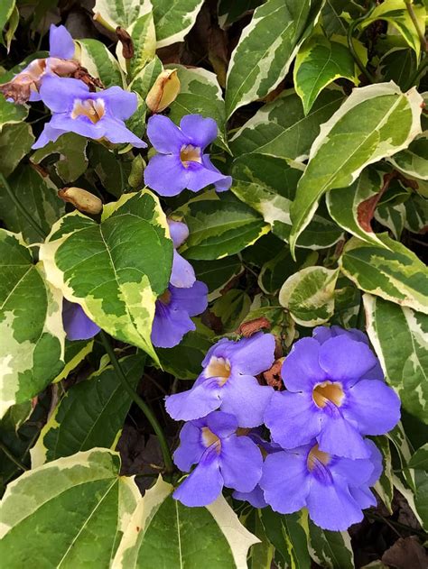 5 easy to grow tropical vines with dazzling blue flowers dengarden