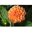 Dahlias Flowers Orange Wallpapers HD / Desktop And Mobile 