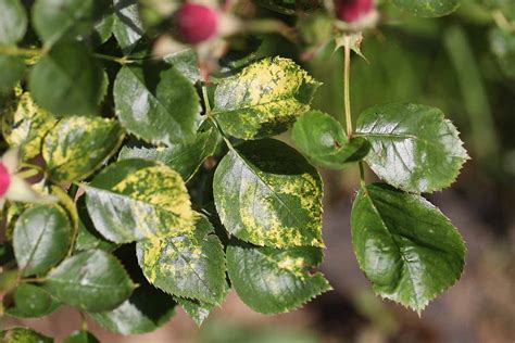 How To Identify Rose Mosaic Virus And What To Do About It