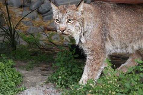 Lynx Alaska Wildlife Conservation Center Girdwood Port Flickr
